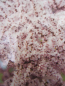Preview: Tamarix ramosissima Hulsdonk White 1